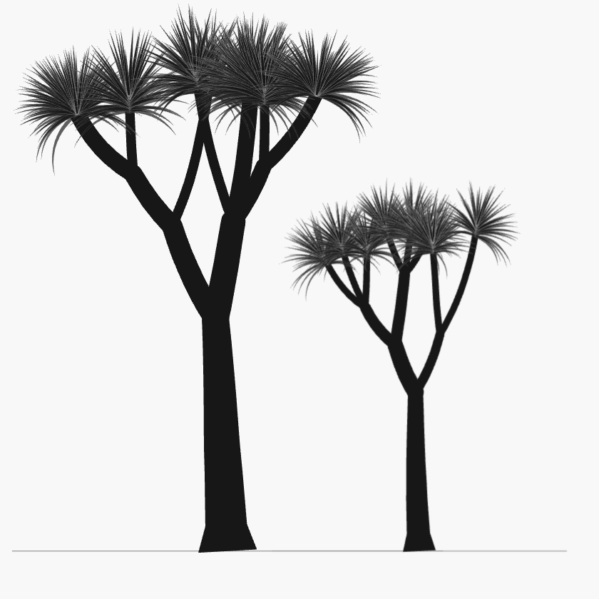 Two cabbage trees, a tall one and a younger one, each grown by the rules of its real branching